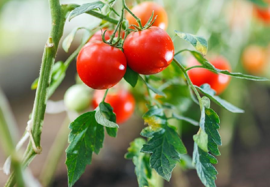 Stonková rajčata vypěstovaná ve skleníku