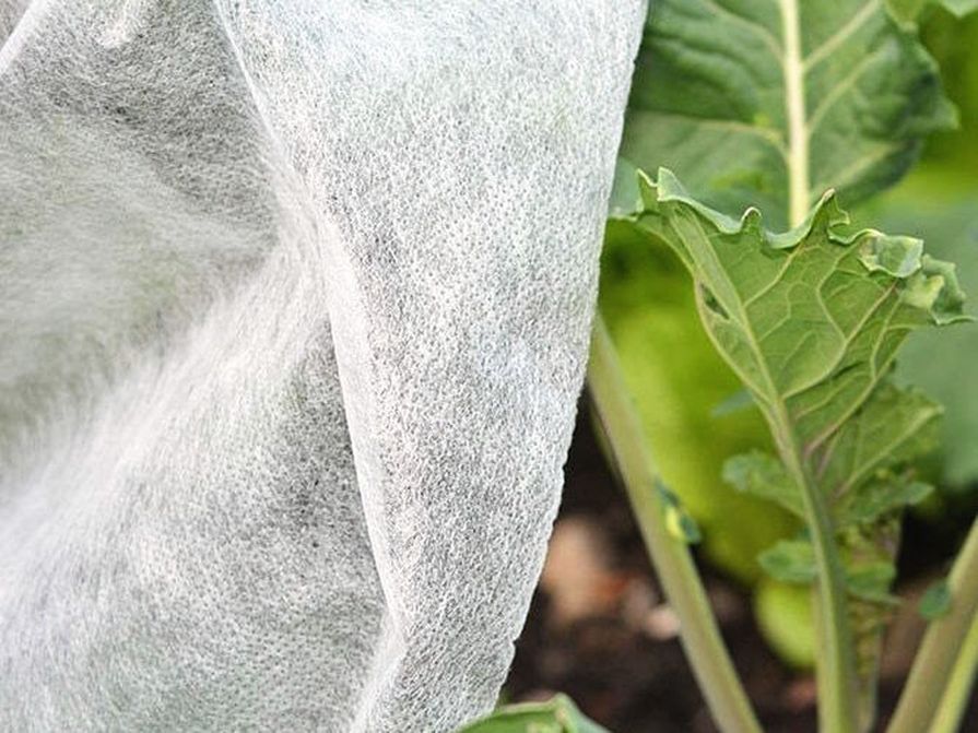 Bílá netkaná textilie chrání rostliny před mrazem