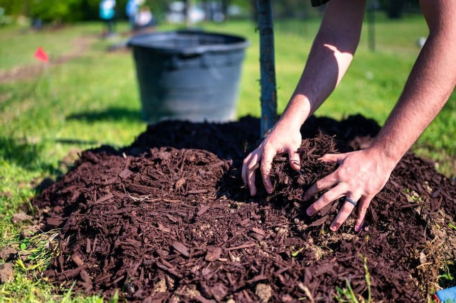 Vrstvení mulčovacího materiálu kolem stonku stromu v zahradě.