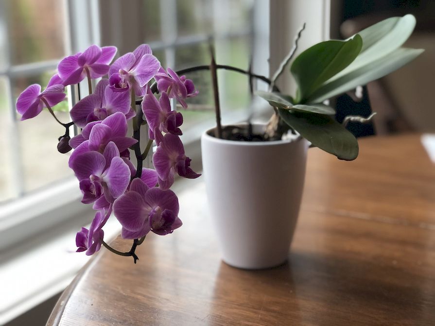 Orchidej v květináči na stole