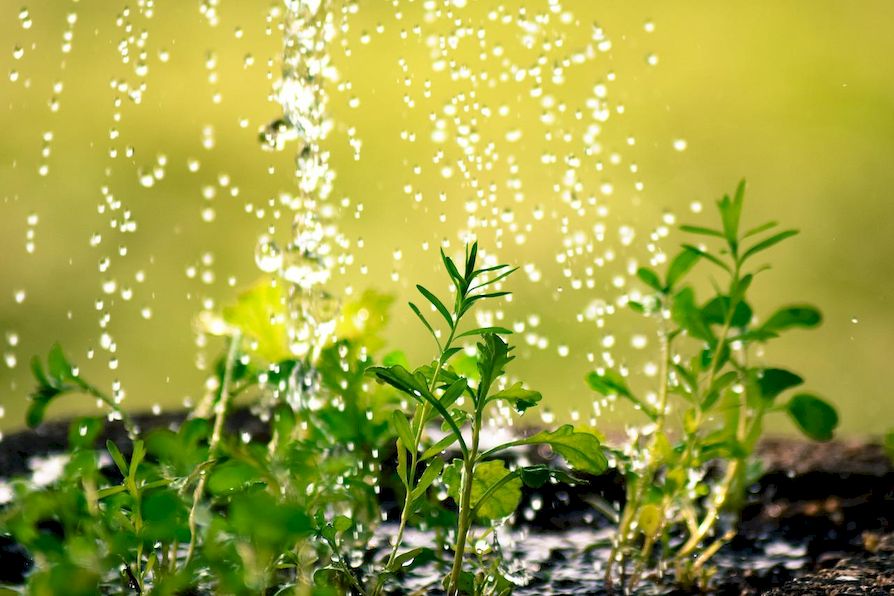 Dešťová voda dopadající na rostliny v zahradě