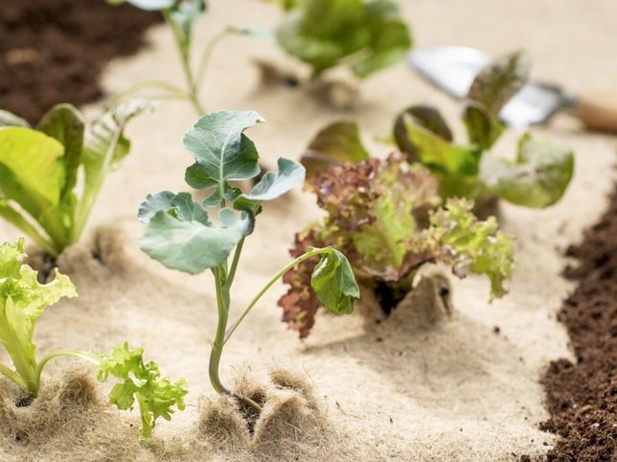 Ekotextilie z ovčí vlny na záhonu s rostlinou