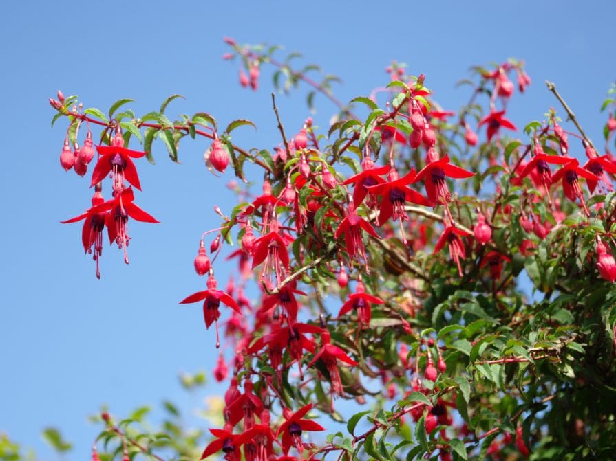 Fuchsie s červenými květy v zahradě