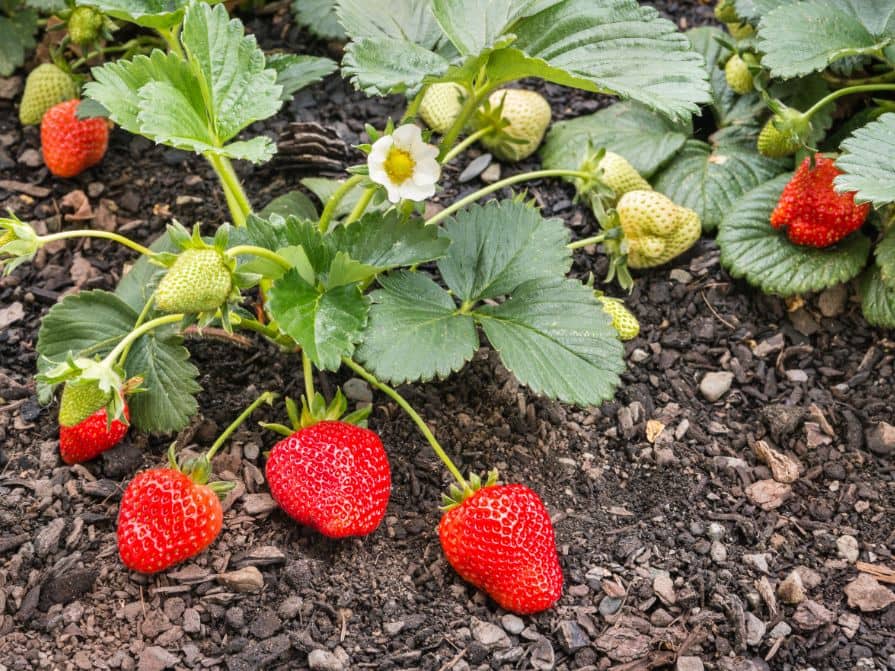 Jahody na záhonu v zahradě
