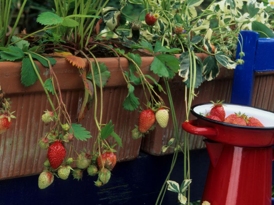 Jahody v truhlíku na balkoně