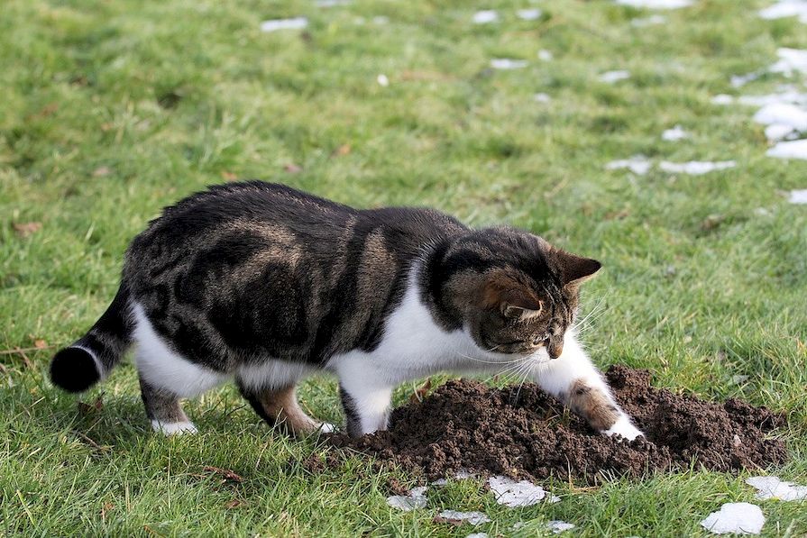 Kočka lovící krtka na zahradě