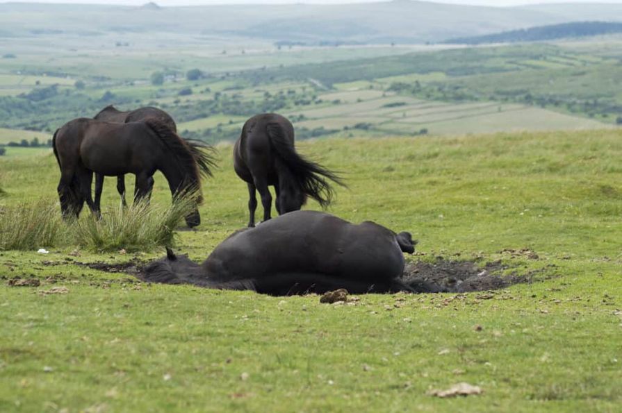 Tři černí koně na rozbahněné pastvině