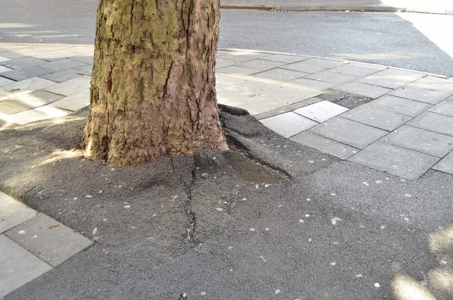 Kořeny stromu poškozující betonový chodník