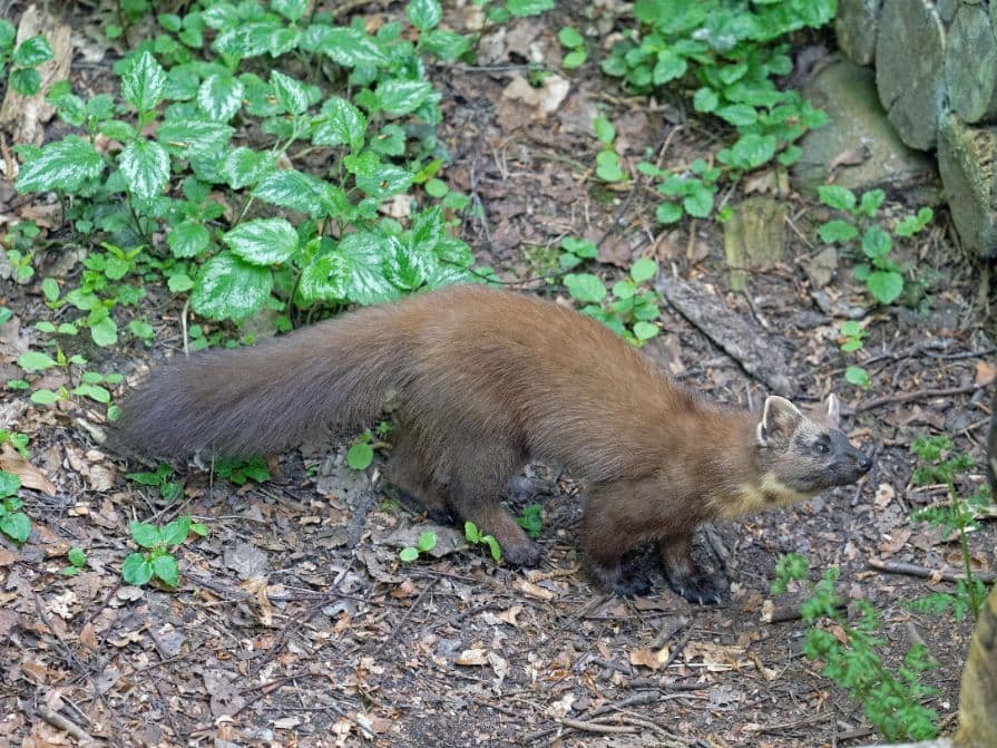 Kuna zachycená na fotce v lese (Německo)