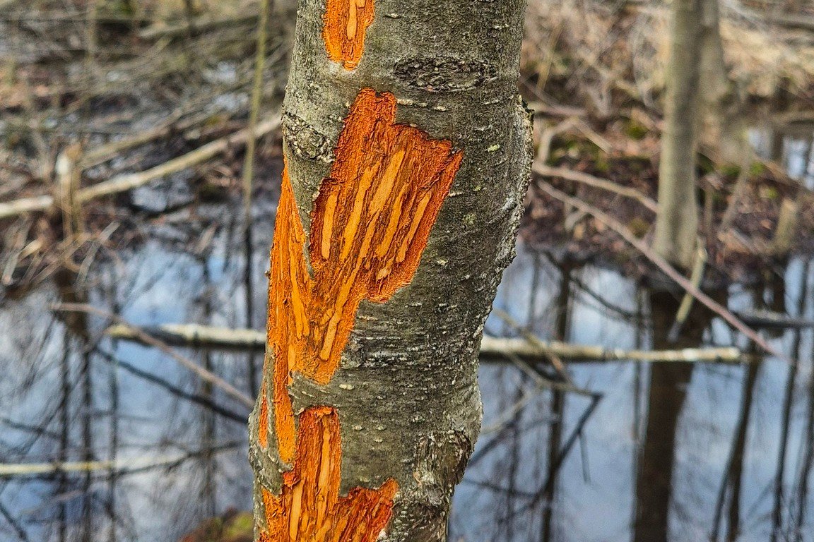 Kůra stromu zničená ohryzem jelenů