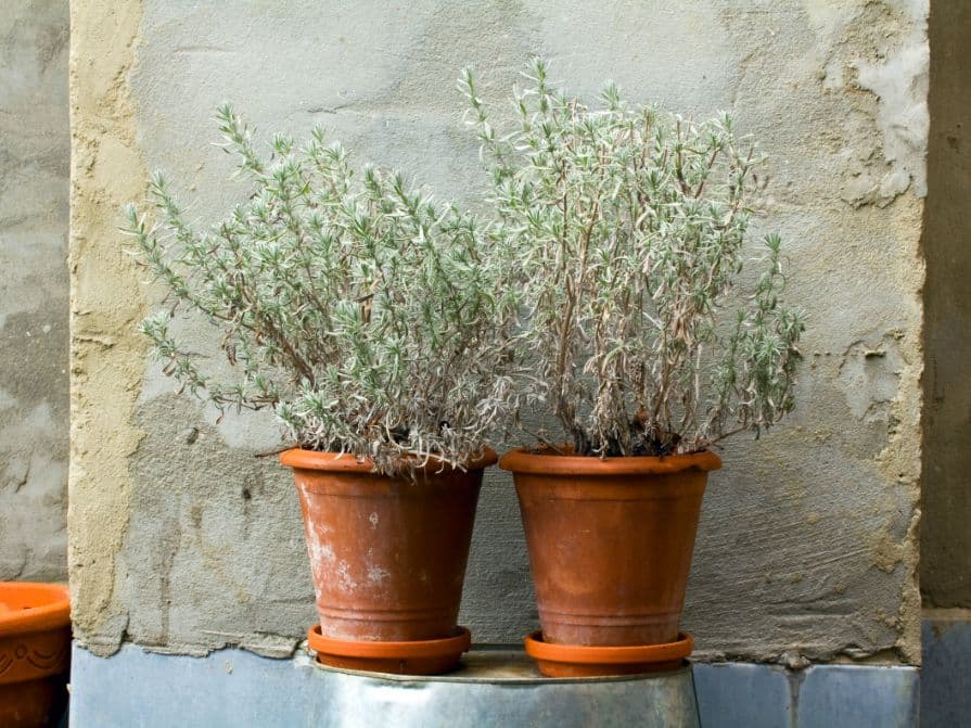 Levandule v květináči