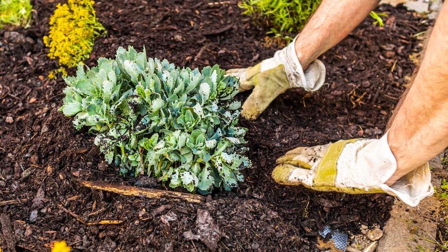 Mulčování záhonu s výsadbou