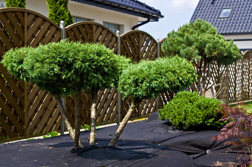 Černá netkaná textilie instalovaná zahradě při výsadbě stromů