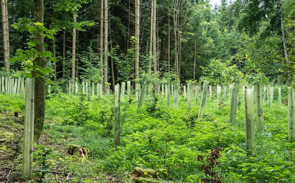 Ochrana kmenů mladých stromů v lese pomocí tubusů