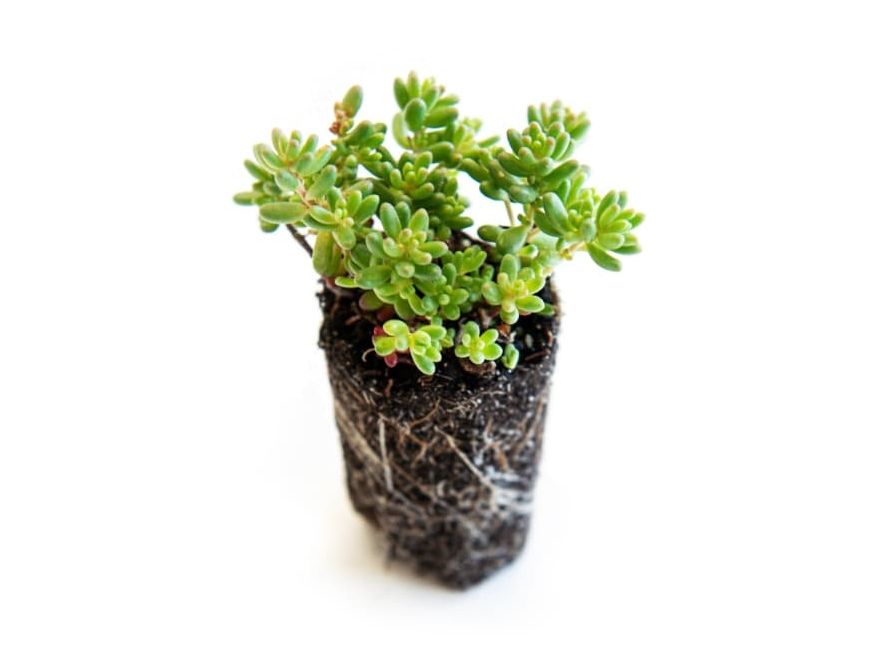 Předpěstované rozchodníkové sazenice