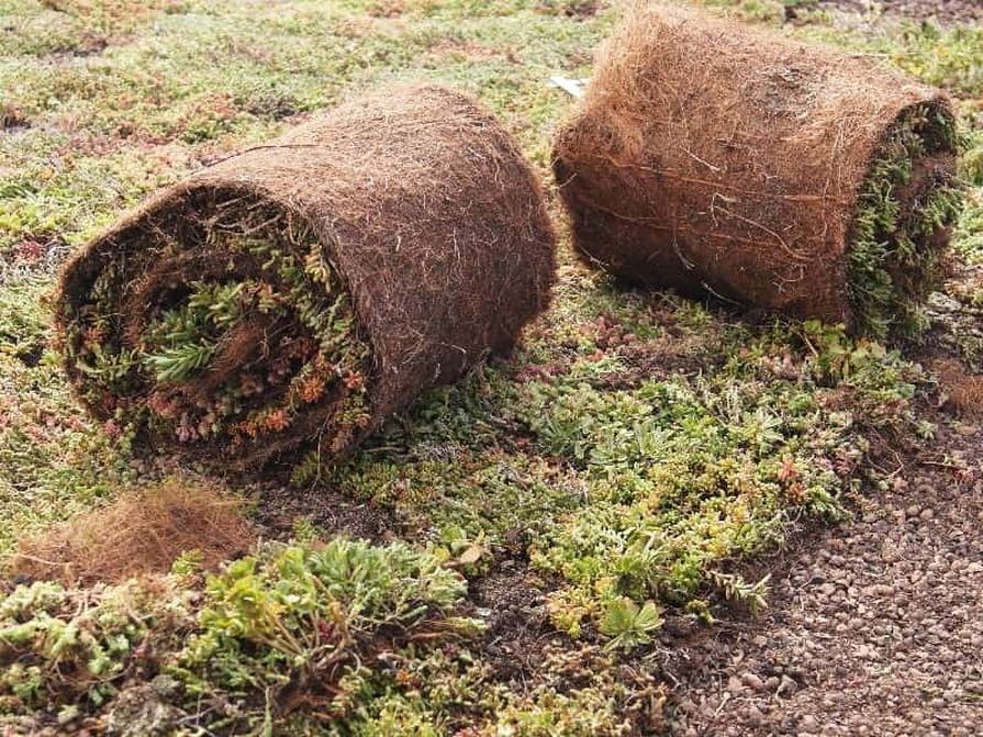 Předpěstovaný rozchodníkový koberec