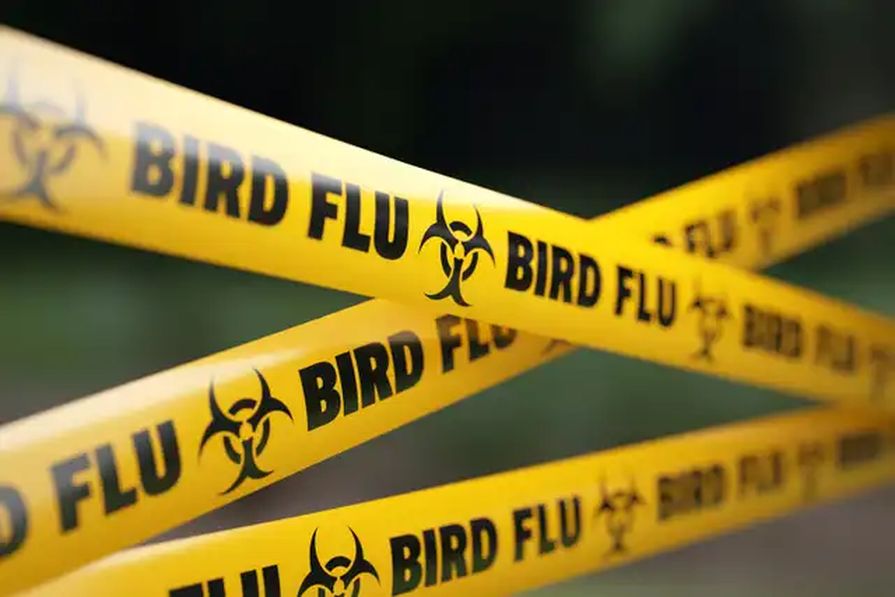 Výstražná páska: Ptačí chřipka