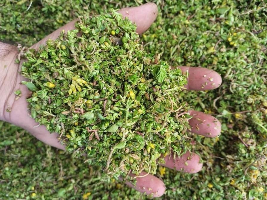 Nasekané řízky rozchodníků v lidské dlani