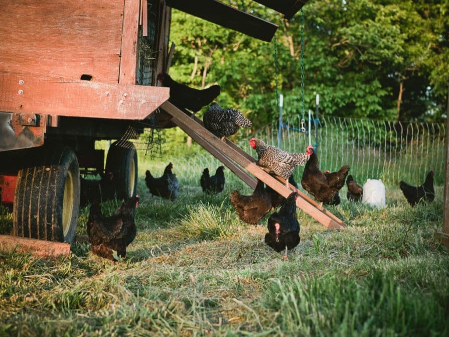 Slepice lezoucí do dřevěného kurníku