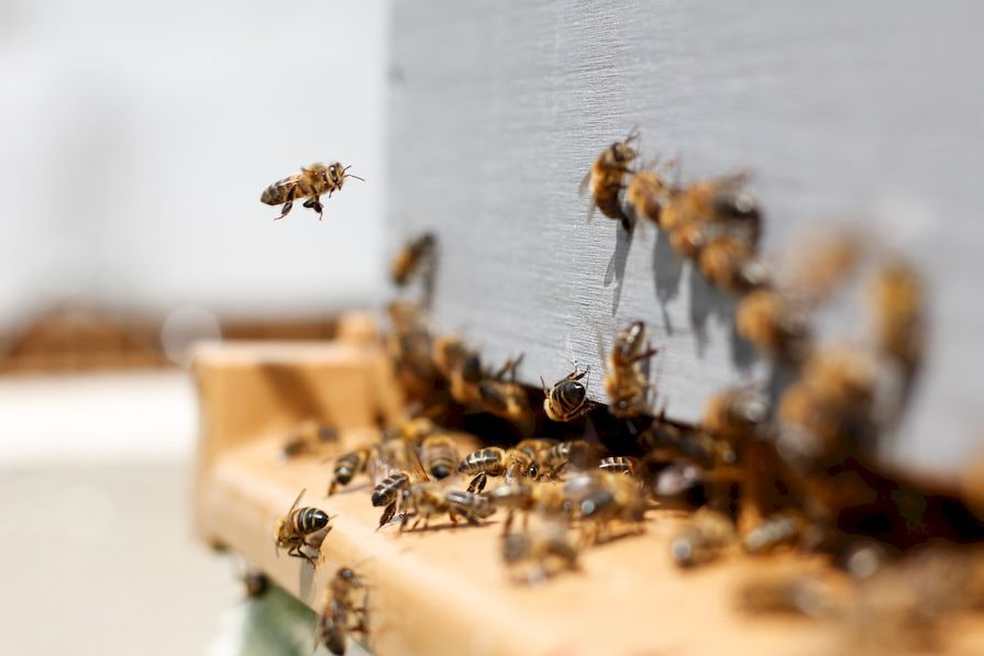 Včely letící k úlu