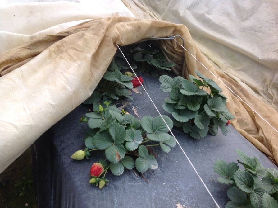 Zazimování jahod (zakrytí záhonu jutovinou)