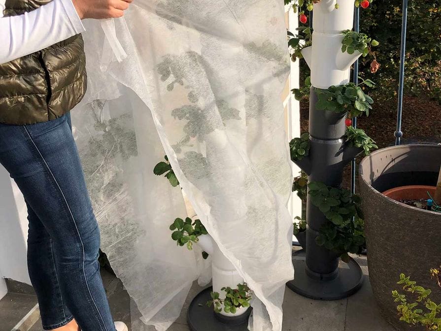 Zazimování jahod (zakrytí bílou textilií)