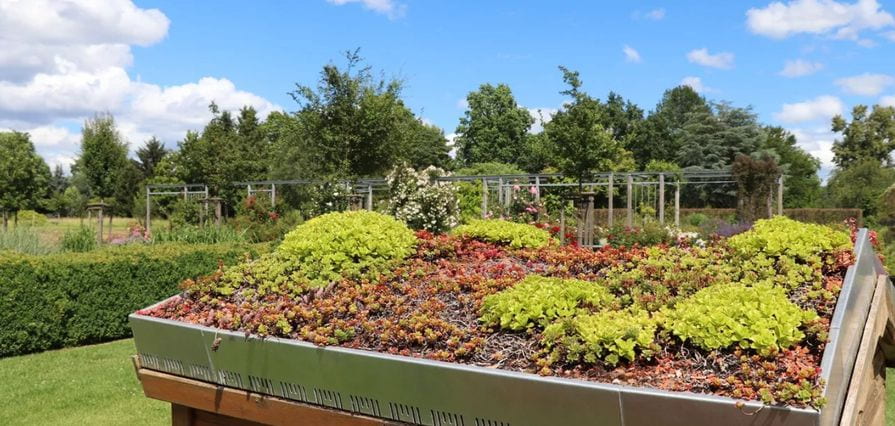 Zelená střecha s rozchodníky