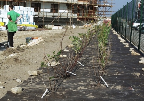 Agrotextilie EKO+ 157g