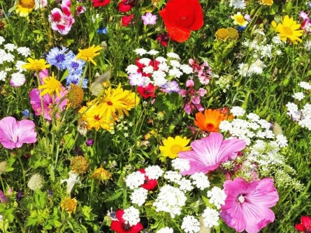 easygreen Meadow Dreams