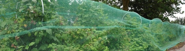 Sítě proti ptákům na ovocných keřích