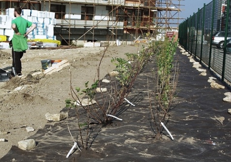 Agrotextilie EKO+ 157g