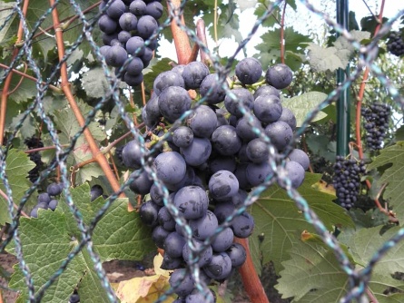 Birdnet R (25 g/m², oko 20×20 mm)