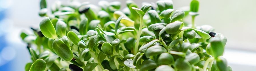 Microgreens