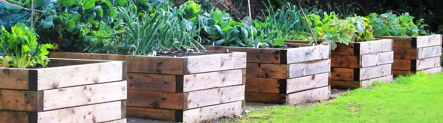 Pěstování rostlin