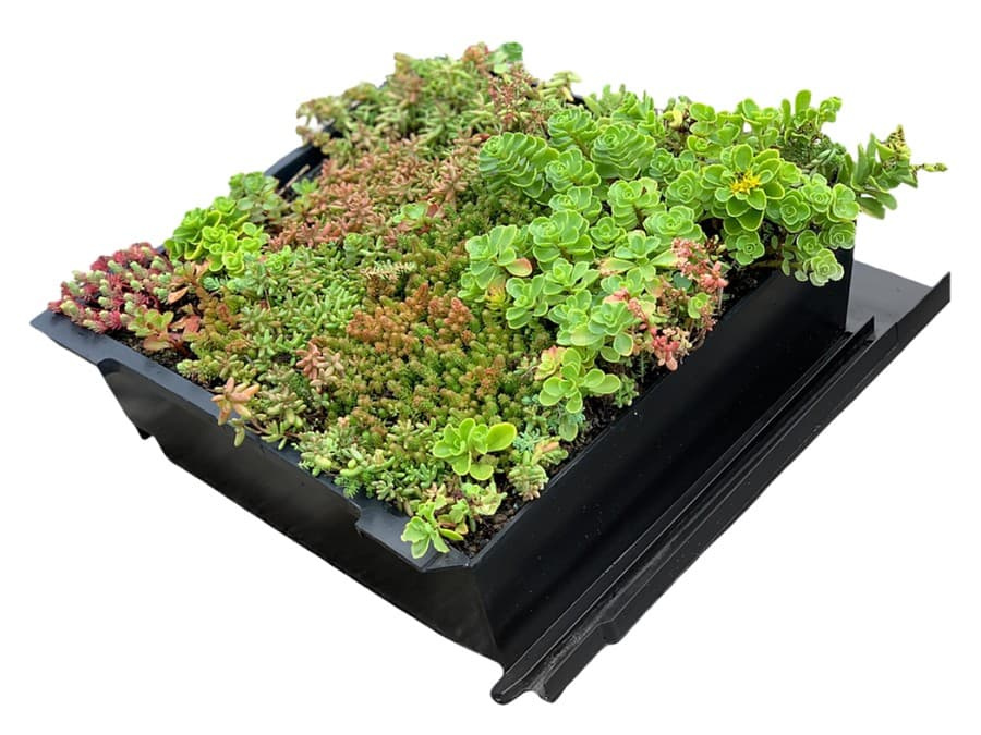 Střešní taška pro zelenou střechu na latě – EUREKO GREEN 36×36 cm - se substrátem a vegetací