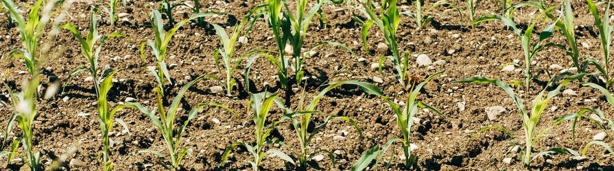 Hnojiva v půdě s rostlinami