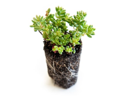 Sedum Plugs