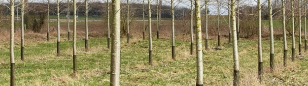 Stromky ochráněné sítí proti okusu zvěří