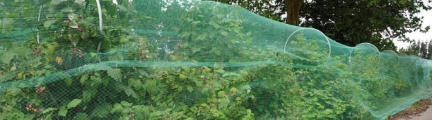 Sítě proti ptákům na ovocných keřích